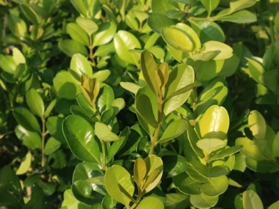 嘉義分署提供黃楊(嘉義分署拍攝)